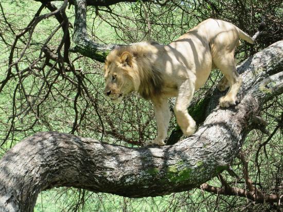 Lake Manyara Tree-Climbing Lions-Arusha Region-Tanzania