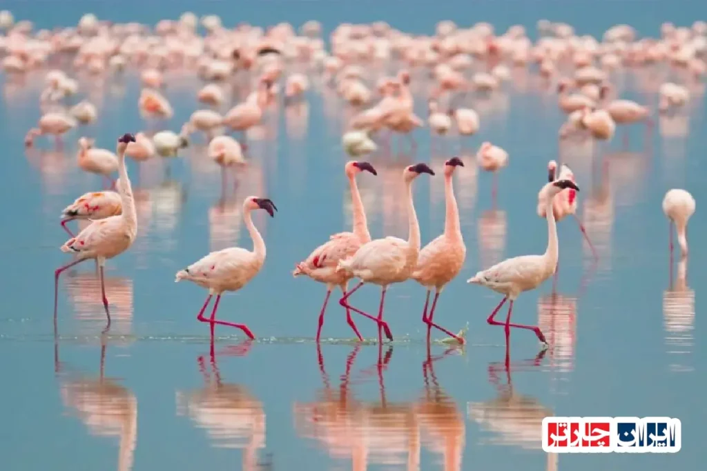 Lake Nakuru Flamingos
