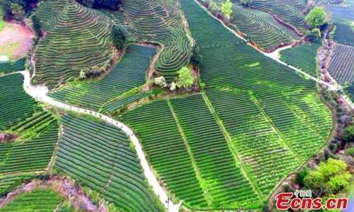 Mount Wuyi Tea Plantations in Fujian Province
