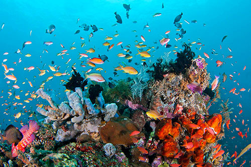 Raja Ampat Diving-West Papua-Indonesia