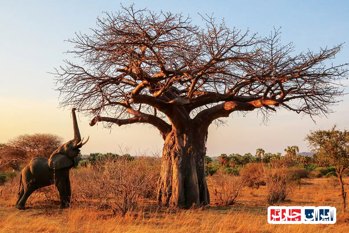 Ruaha National Park