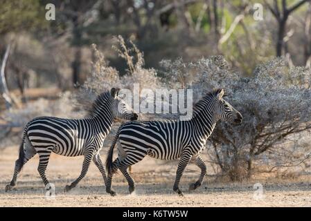 Selous Game Reserve-Morogoro Region-Tanzania
