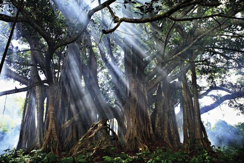 Xishuangbanna Rainforest: Discover Yunnan Province's Tropical Paradise