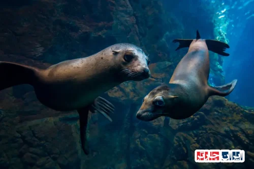 Okinawa Churaumi Aquarium Okinawa – Discover Japan’s Largest Marine Wonder
