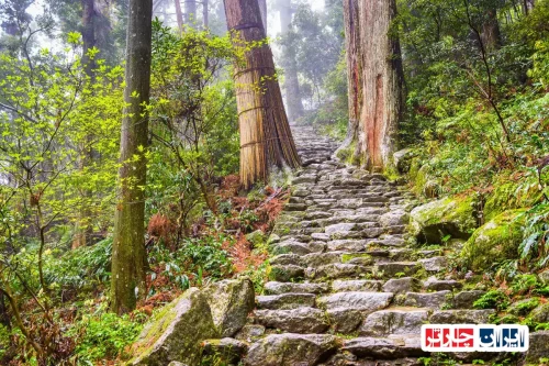 Kumano Kodo Pilgrimage Routes in Wakayama Prefecture: Ultimate Guide